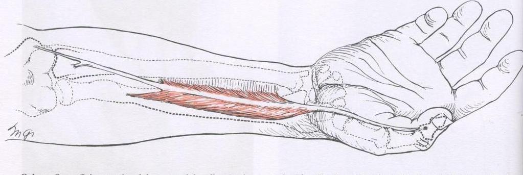2.4.10 Músculo Flexor Longo do Polegar Inserção Proximal: Face anterior do rádio, membrana interóssea, processo coronóide da ulna e epicôndilo medial do úmero.