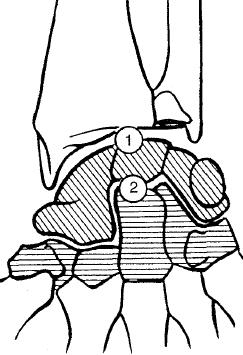 3 - FISIOLOGIA ARTICULAR O punho possui dois eixos de movimento, um transversal responsável pelo movimento de flexão e extensão e outro anteroposterior responsável pelo movimento de abdução (desvio