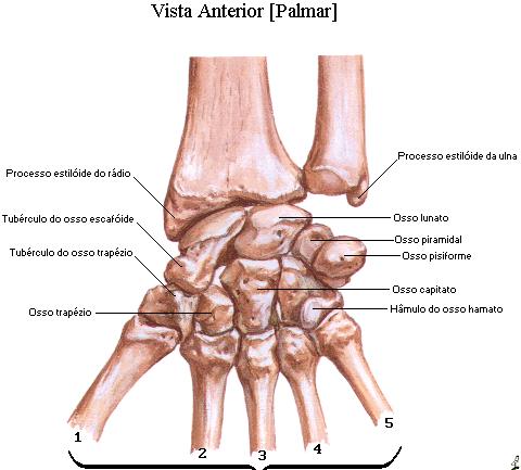 A fileira proximal do carpo é convexa no sentido ântero-posterior e látero-medial, articulando-se com a porção convexa do rádio.