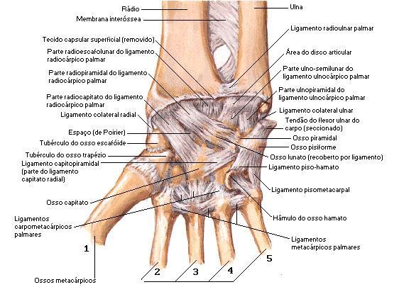 Alem dos ligamentos citados anteriormente, existem os atuantes na articulação mediocárpica que são os seguintes: ligamento pisouncinado, ligamento pisometacárpico, ligamento lunatocapital, ligamento