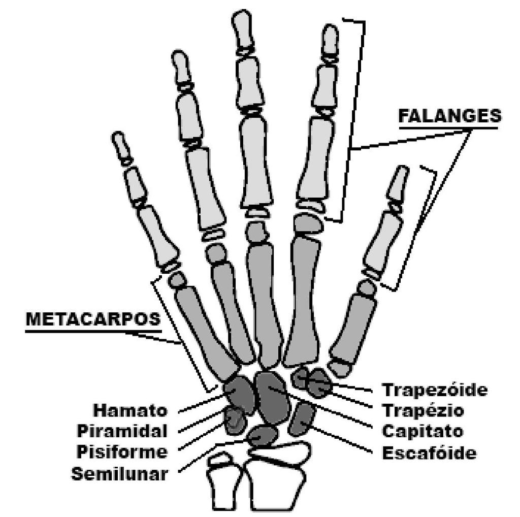 outros dedos da mão existe uma falange que liga a distal à proximal e é chamada falange média.