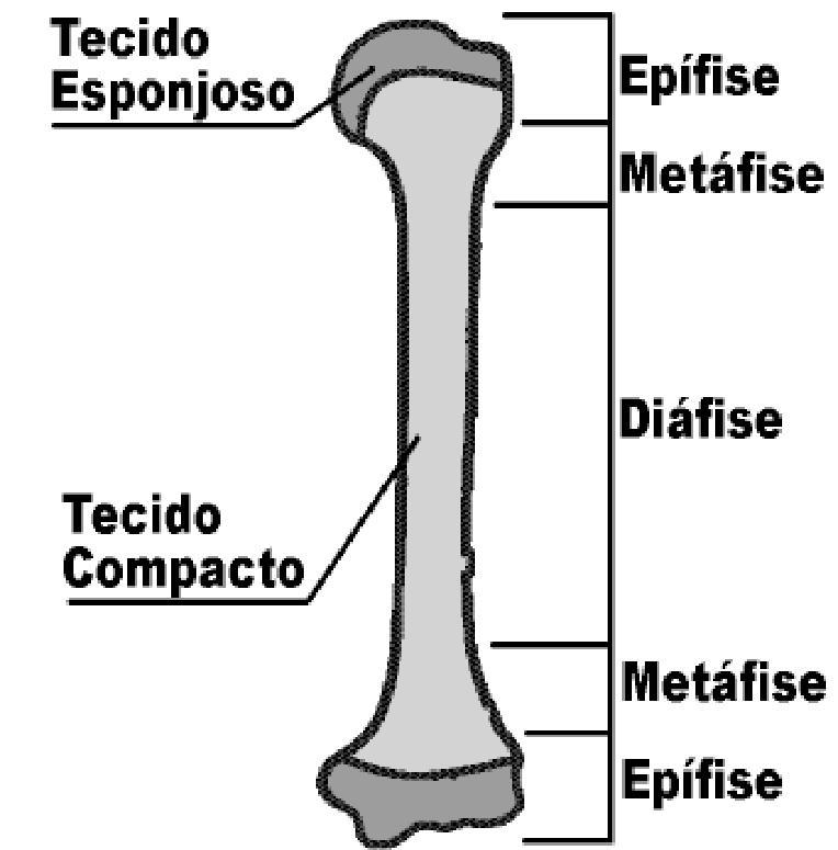 Figura 2 mostra um esquema básico da segmentação dos ossos longos destacando as estruturas descritas. Figura 2 Estruturas básicas dos ossos longos.