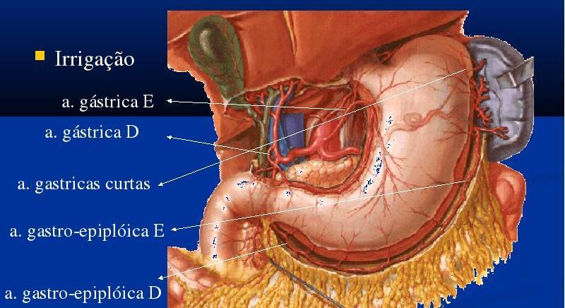 Estômago (artérias) Tronco celíaco: Artéria
