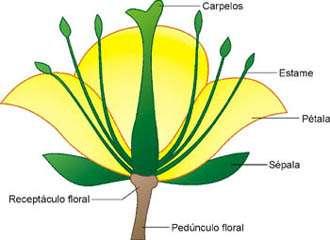 Flor das angiospermas O órgão no qual ocorre a reprodução sexual nas espermatófitas é a flor.