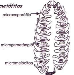 microsporângios Esquema de um cone ou estróbilo feminino de pinheiro Esquema de um cone ou estróbilo masculino de pinheiro Morfologicamente, tanto os Microesporófilos como os megasporófilos são