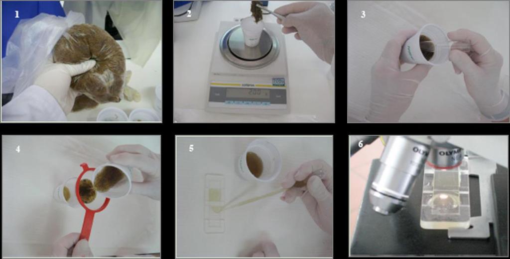 Figura 12 - Método de McMaster modificado referido por Madeira de Carvalho (2001) e Madeira de Carvalho et al. (2007b) (Original). 1 - Homogeneização da amostra fecal. 2 - Pesagem de 2 grama de fezes.