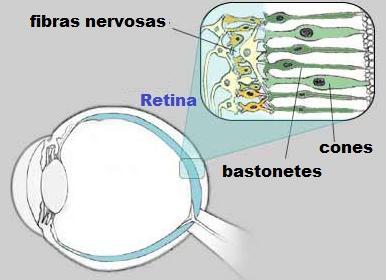 Definições Os cones (6 a 7 milhões) são os