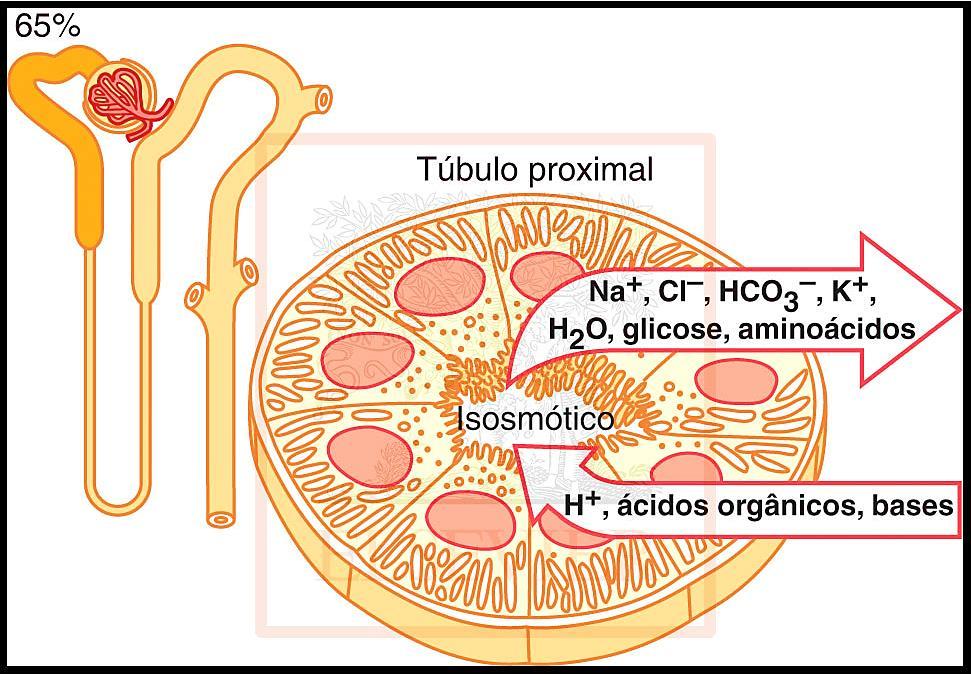 Funcionamento do Néfron Túbulo Contorcido Proximal Reabsorção de vários sais, nutrientes e água;