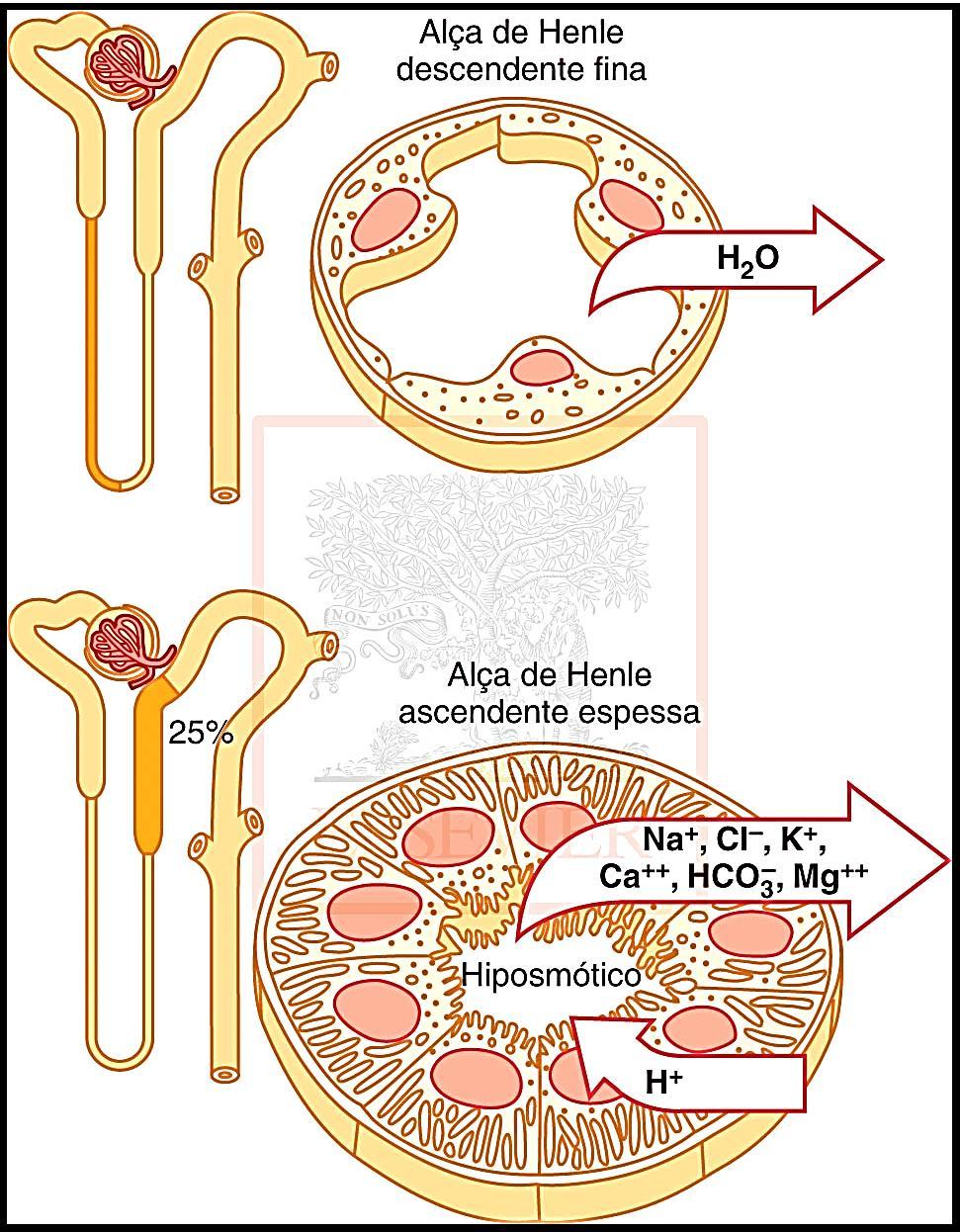 Funcionamento do Néfron Alça de Henle Reabsorção de