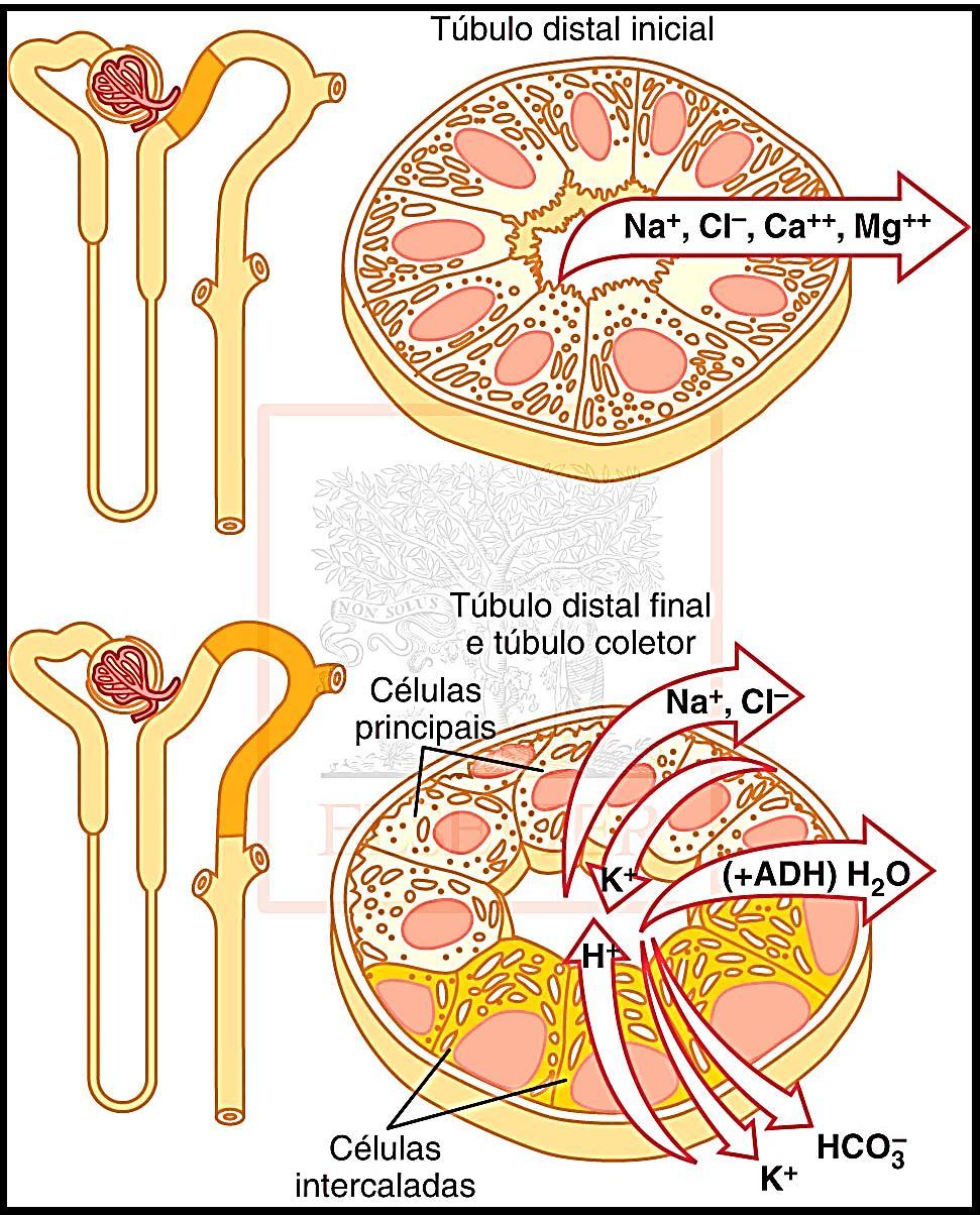 Funcionamento do Néfron Túbulo Contorcido Distal Reabsorção de nutrientes e água; Corresponde a 7% da filtração renal.