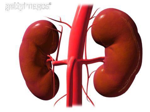 Excreção O processo de excreção, nos vertebrados é realizado