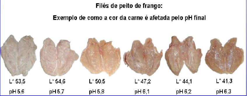 Carnes