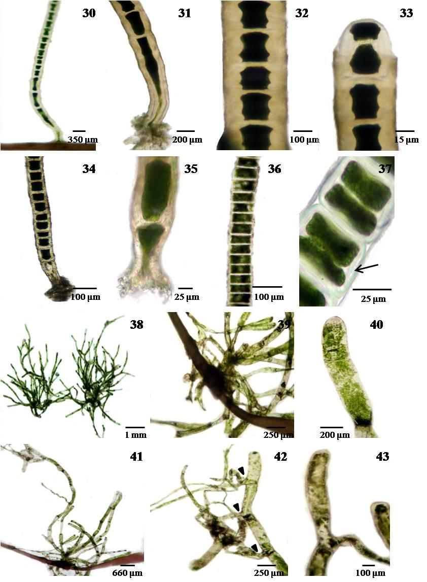 Figuras 30-33. Chaetomorpha clavata. 30. Aspecto geral do talo. 31. Detalhe da célula basal curva. 32. Células mediano-apicais com parede espessa. 33. Região apical do talo. Figuras 34-37.