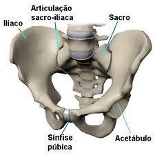 BACIA ÓSSEA Articulações (mobilidade aumentada pela relaxina -