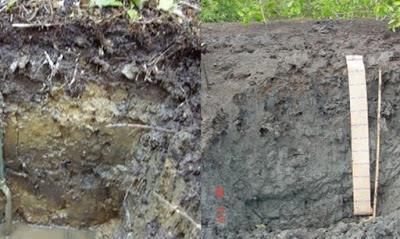 Intrerzonal ou orgânico: Quando se formam a partir da erosão local e de sedimentos trazidos de outros locais.