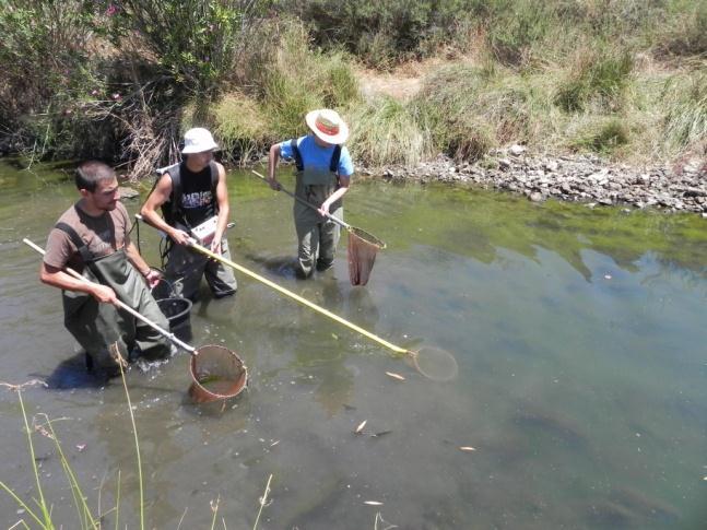 libertação Abundância piscícola padronizada em função