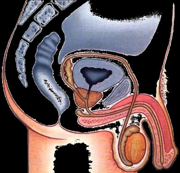 Sistema Genital Masculino Uretra: canal para