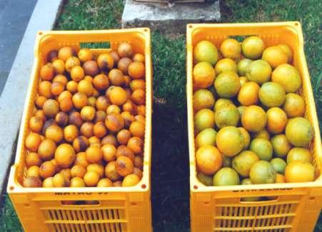 Redução da produção Mesmo número de frutos nos diferentes graus de