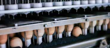 Maior eficácia da vacina Na prática os ovos nunca estão em uma posição perfeitamente reta em uma bandeja de incuba ção.