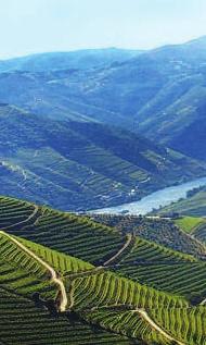 Holminhos Douro Reserva Região Demarcada do Douro reconhecida Nacional e Internacionalmente pela qualidade dos seus Vinhos, estando a Quinta Holminhos situada no Douro Superior, que