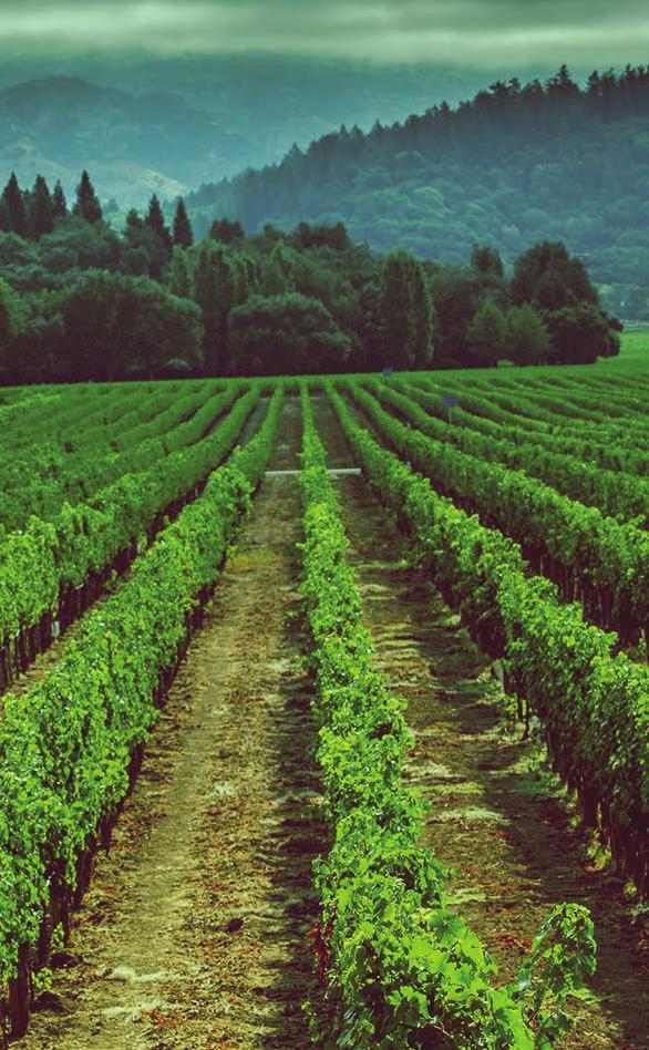 QUINTA DOS CASTELARES Grande Reserva - Tinto As uvas que dão origem a este vinho são um field blend de vinhas velhas de mais altas da Quinta dos Castelares, em Freixo de Espada à Cinta, no Douro