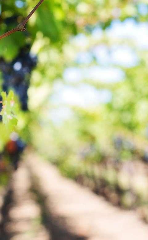 QUINTA DOS CASTELARES Colheita Rosé 2016 Vinho com um estilo frutado e fresco, de estrutura média,