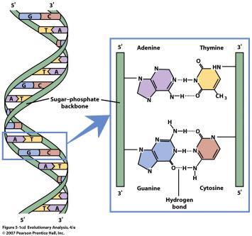 Mutação de ponto na replicação do DNA Purinas A Pirimidinas C Como medir a taxa de mutação no DNA? Sequenciamento genômico de C.