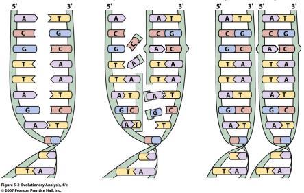 2004 G Transições são mais comuns que transversões porque as enzimas de reparo do DNA podem reconhecer mais facilmente um erro de replicação