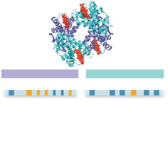 Agrupamentos de genes humanos de α-globina e β-globina Cronologia da expressão diferente