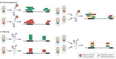 Amostragem de tecidos/espécimes PCR Construtores de bibliotecas Bioinformática