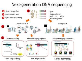 de DNA Diversos tipos de variantes genotípicas: Sequências de DNAmt (mitocôndria)