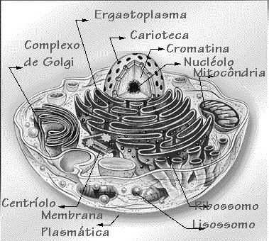 Exemplo de uma célula