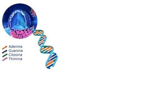 RNA: cadeia em hélice simples de nucleotídeos. A coluna vertebral da cadeia é formada por um açúcar (ribose) ligado a um ácido fosfórico.