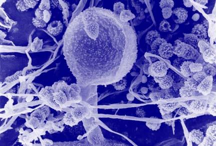 Fungos: Uni ou multicelulares (nesse caso, células não