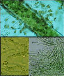 Algas: Uni ou multicelulares (nesse