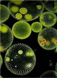 Algas aquáticas: Móveis ou não. Algumas são filamentosas. Produzem O2 (durante o dia), por isso são fundamentais no processo de tratamento Lagoas de Estabilização.