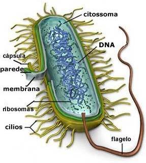 Bactérias: Unicelulares, heterotróficas; podem ser aeróbios,anaeróbios ou facultativos. Cerca de 10x menores que protozoários.