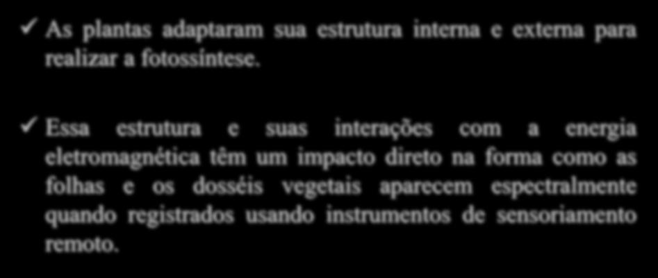 Fotossíntese As plantas adaptaram sua estrutura interna e externa para realizar a fotossíntese.