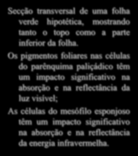 Comportamento Espectral da Vegetação Secção transversal de uma folha verde hipotética, mostrando