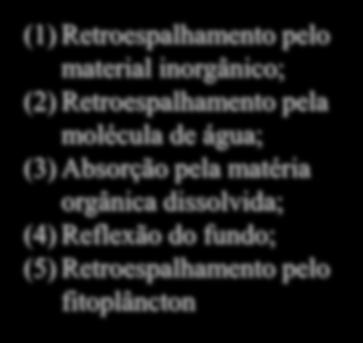 Fatores que Influenciam a Luz Emergente (1) Retroespalhamento pelo material inorgânico; (2) Retroespalhamento pela