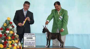 sob a alçada de outros clubes nacionais como o Kennel Club, o CKC e o AKC.