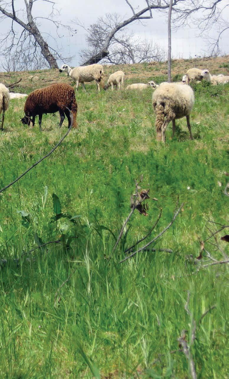 .07 NO DECORRER DESTES ANOS REGISTARAM-SE NO RI E NO LOP 2139 CÃES. ESTE ANO ALGUNS CRIADORES JÁ ESTÃO A PRODUZIR CACHORROS COM 3 GERAÇÕES COMPLETAS NOS PEDIGREES.