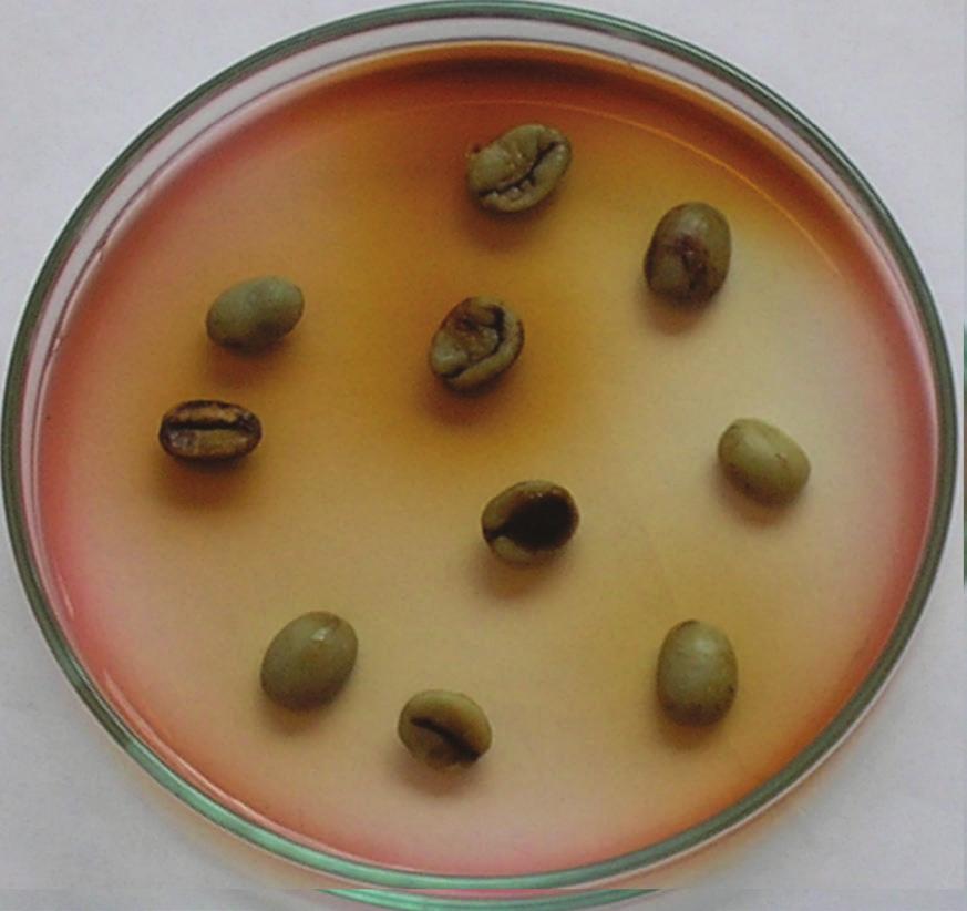 produzidas por A. niger (PERRONE et al., 2007; SAMSON et al., 2007; SAMSON; HONG; FRISVAD, 2006). As principais espécies identificadas pertencem aos gêneros Aspergillus e Penicillium.