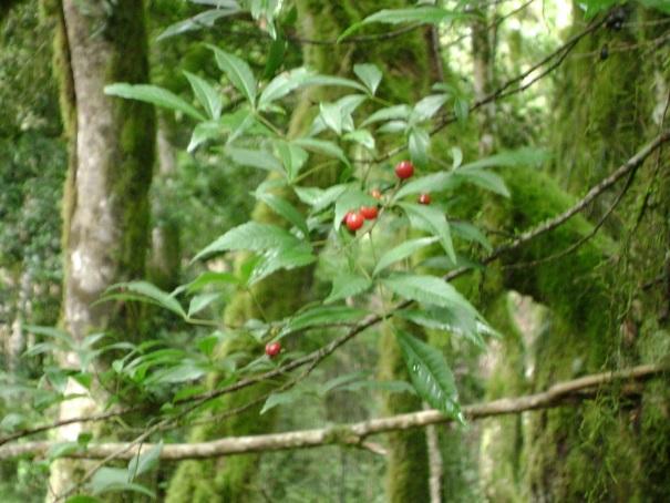 Guabiroba (Campomanesia guaviroba)