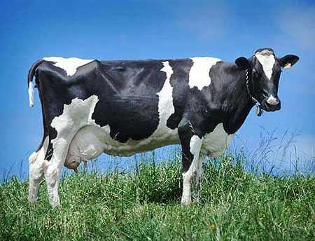 Doença Holandesa O Ministério da Saúde Adverte: Não é Doença da Vaca Louca!