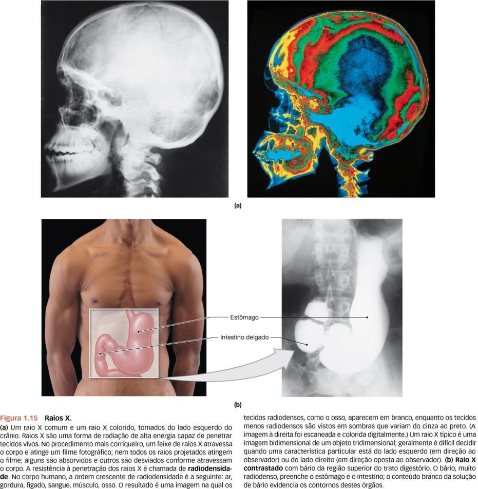 -Anatomia de superfície é parte do estudo da anatomia regional. -O exame físico é a aplicação da anatomia de superfície.