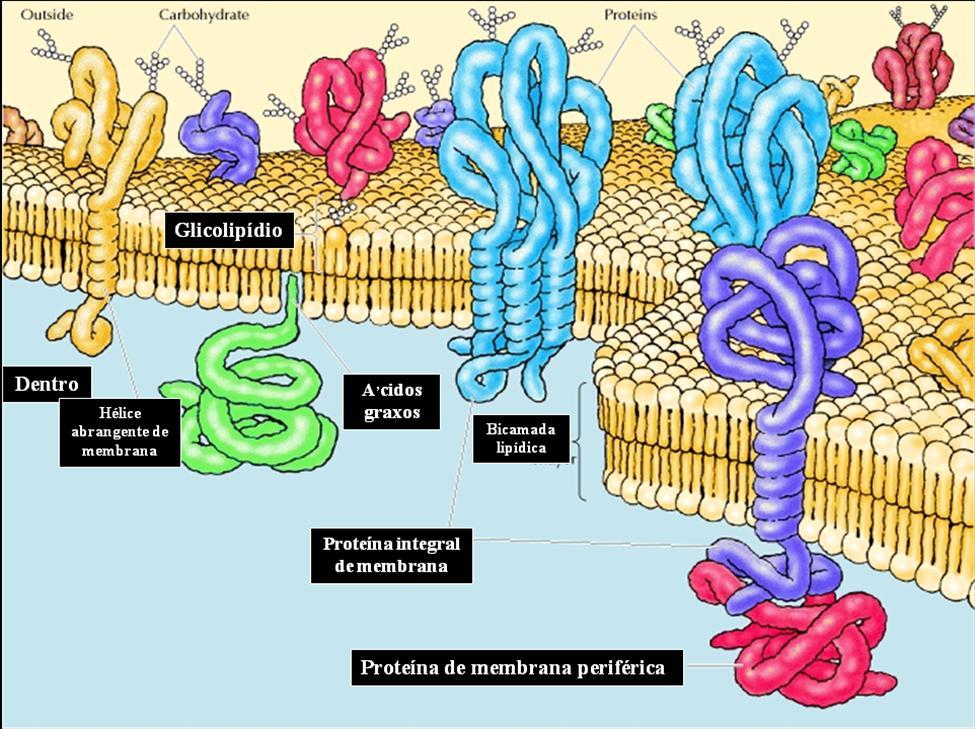 18 estabelecida definitivamente como a base universal da estrutura das membranas celulares.