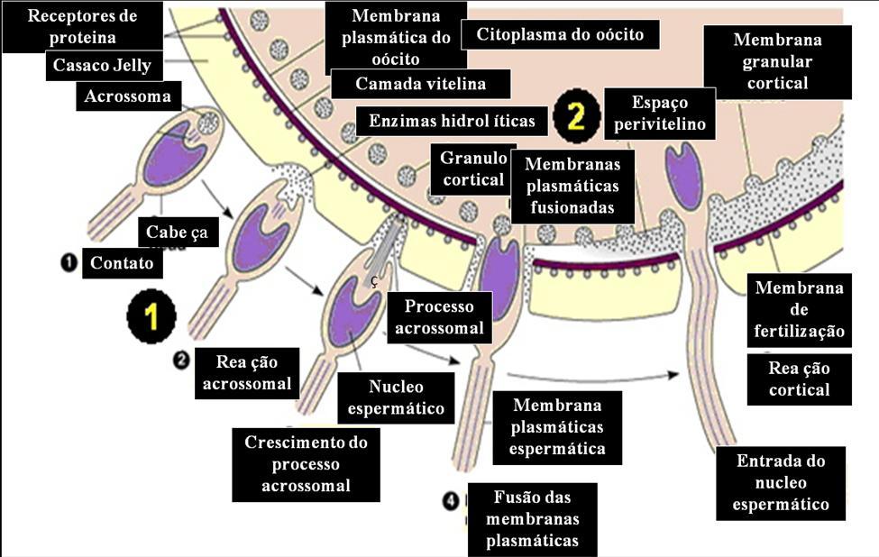 28 Fig. 3. Diagrama da fusão entre espermatozoide e óvulo no processo de fertilização (Inoue et al., 2005).