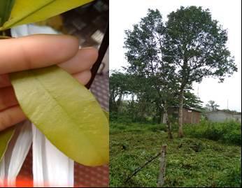 Figura 1- Detalhes gerais da folha e da planta de Calophyllum brasiliense. Fonte: Aghata Castro Santos.