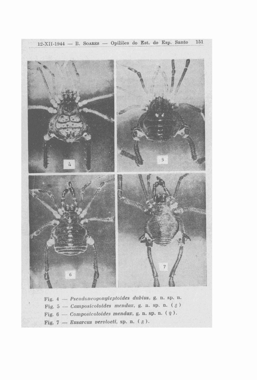 12-XII-1944 - E. SOARES - Opiliões do Est. do Esp. Santo 151 -. - - - Fig. 1 - Pscir(lor~c~ogo~z~leptoides dubius. g. n. sli. 11. Fig..S - Cnrr~posic.